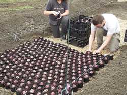  <a style='color: #fff;' href='/uploaded/photo/enfouissement-des-jacinthes-68f652923dbd5.jpg'>(Télécharger)</a>