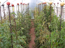 mini_tomates-de-francoise-et-patrick-56045f6f04415.jpg